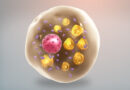 kép forrás: Creative Commons Mitokondriumokban gazdag barna zsír sejt, amelyen lipidcseppek találhatók szétszórva.